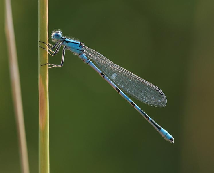Šidélko kroužkované (Enallagma cyathigerum), ryb. Parný Mlýn, Krahulov, foto Václav Křivan