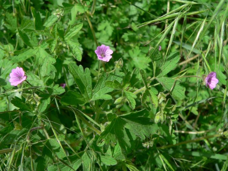 Kakost rozkladitý (Geranium divaricatum), Náměšť nad Oslavou [TR], 14.6.2012, foto Luděk Čech