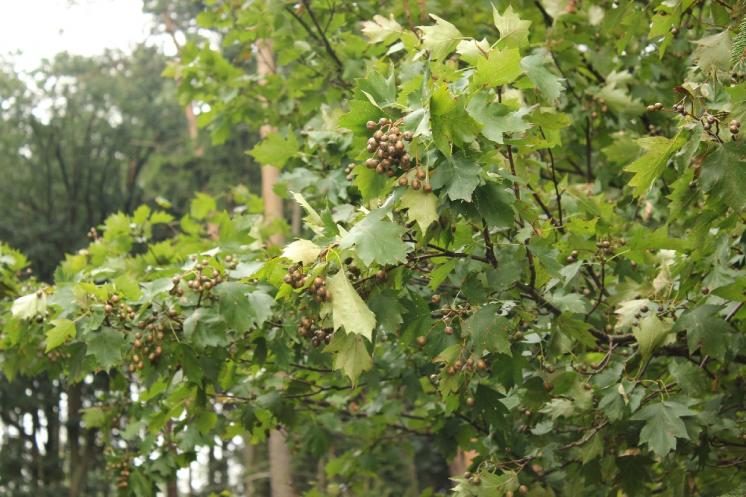Jeřáb břek (Sorbus torminalis), PR Údolí Oslavy a Chvojnice [TR], 27.8.2013, foto Libor Ekrt