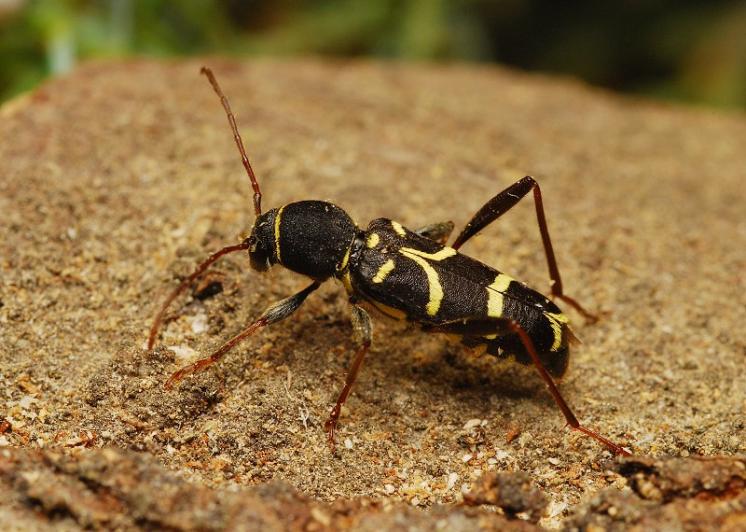 Tesařík Clytus lama, Štěměchy, foto Václav Křivan