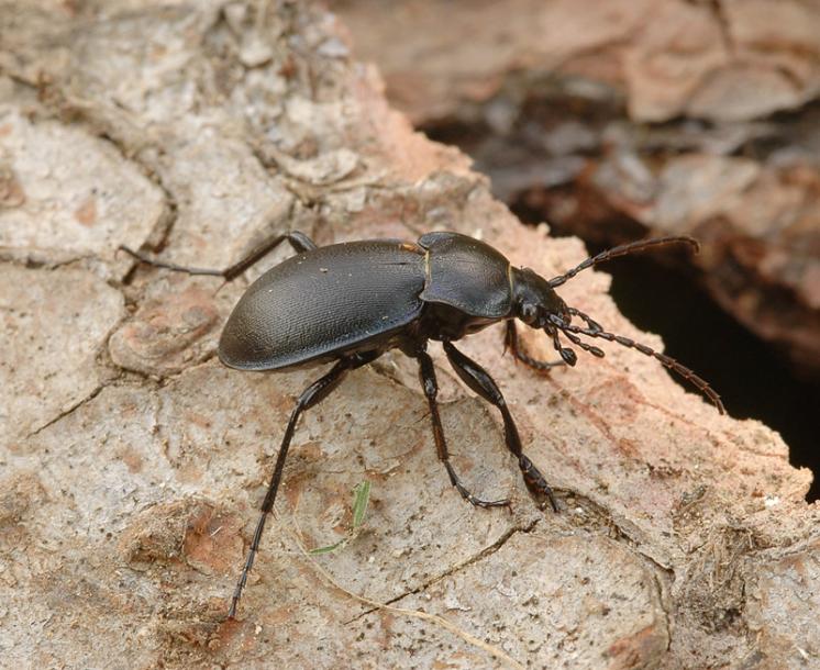 Střevlík vypouklý (Carabus convexus), foto Václav Křivan