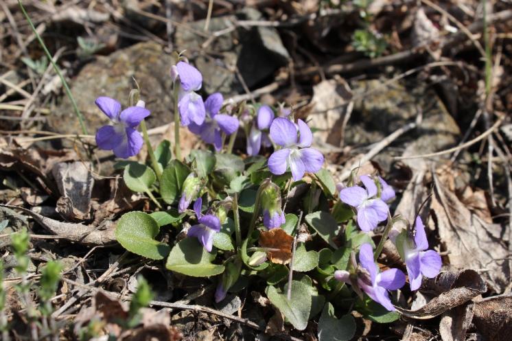 Violka písečná pravá (Viola rupestris), NPR Mohelenská hadcová step [TR], 14.4.2015, foto Libor Ekrt