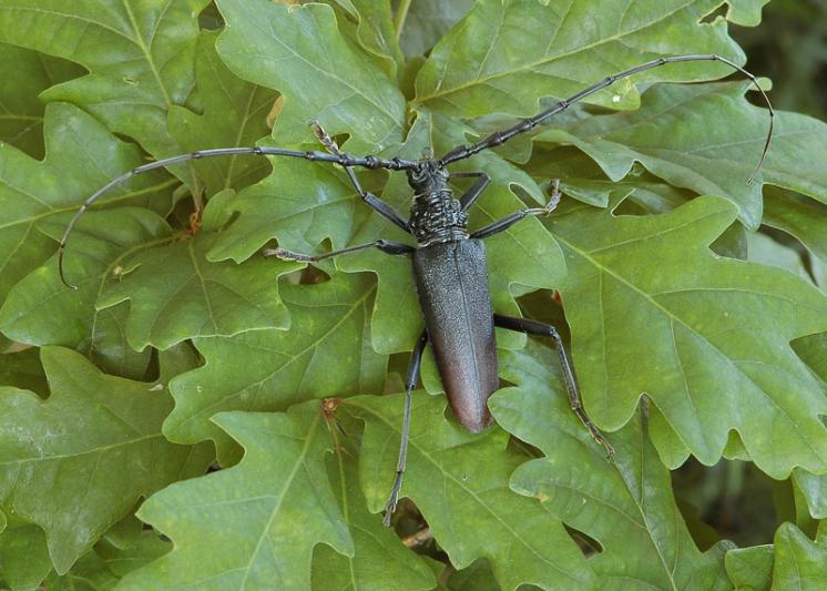 Tesařík obrovský (Cerambyx cerdo), Náměšť nad Oslavou, foto Václav Křivan