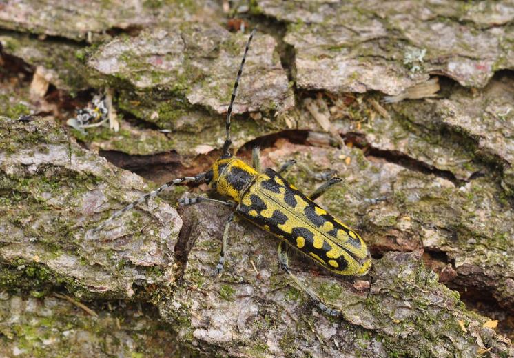 Kozlíček ozdobný (Saperda scalaris), foto Václav Křivan