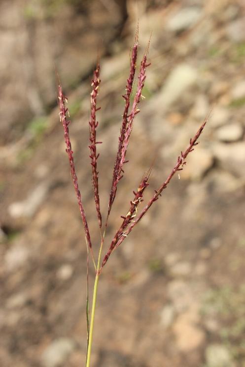 Vousatka prstnatá (Bothriochloa ischaemum), NPR Mohelenská hadcová step [TR], 25.9.2014, foto Libor Ekrt
