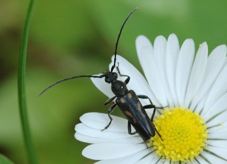 Tesařík Anoplodera sexguttata, Březník, foto Václav Křivan
