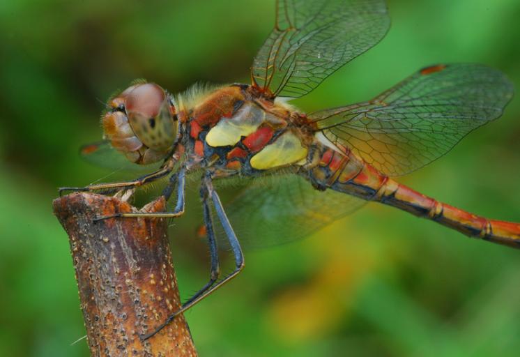 Vážka žíhaná (Sympetrum striolatum), Předín, foto Václav Křivan