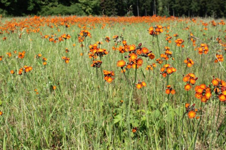 Chlupáček oranžový (Pilosella aurantiaca), Staré Hory [JI], 13.6.2015, foto Libor Ekrt