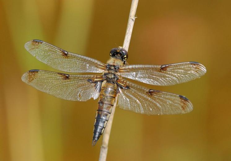 Vážka čtyřskvrnná (Libellula quadrimaculata), Opatov na Moravě, foto Václav Křivan