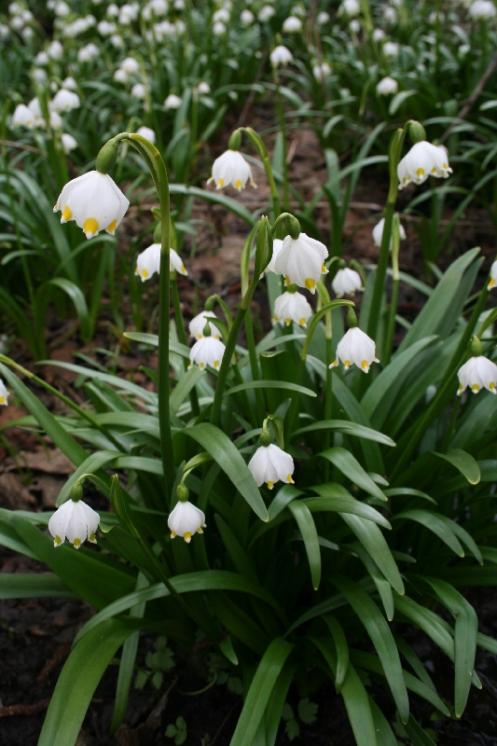 Bledule jarní (Leucojum vernum), Kostelní Myslová [JI], 17.4.2006, foto Libor Ekrt