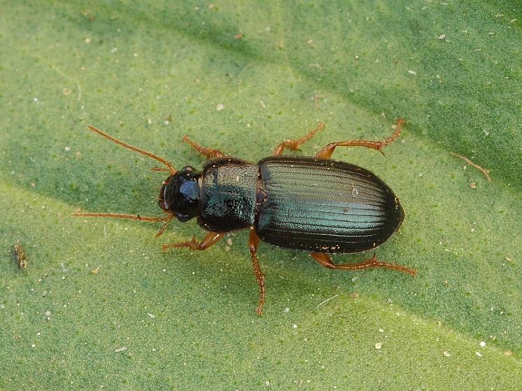 Střevlíček Ophonus azureus, foto Václav Křivan