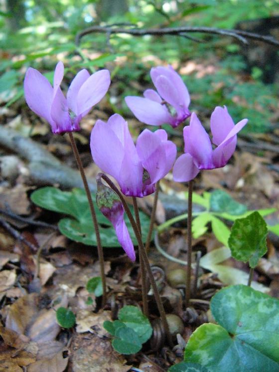 Brambořík nachový (Cyclamen purpurascens), PR Údolí Oslavy a Chvojnice [TR], 16.7.2009, foto Josef Komárek