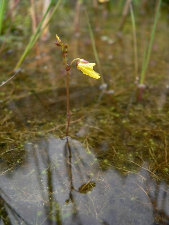 Bublinatka menší (Utricularia minor), PR Chvojnov [JI], 12.6.2012, foto Luděk Čech