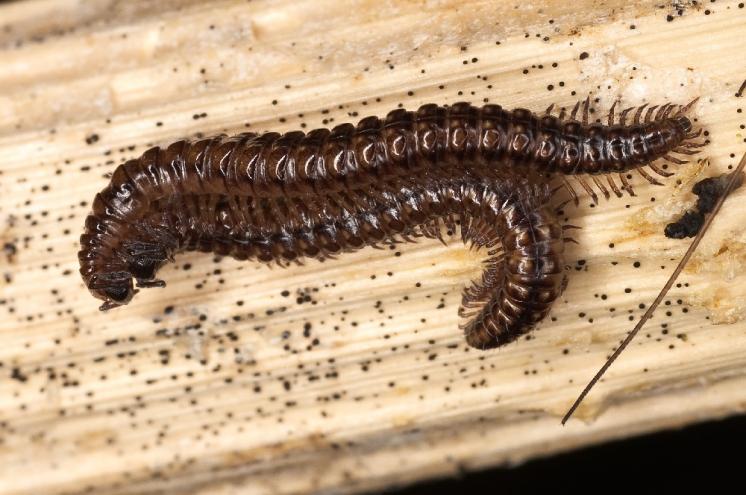 Skvrněnka pestrá (Craspedosoma rawlinsi), foto J. Šula