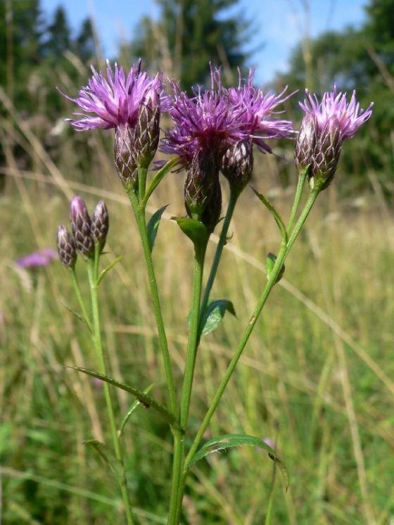 Srpice barvířská pravá (Serratula tinctoria), PP Pod Kazbalem [HB], 31.8.2008, foto Luděk Čech