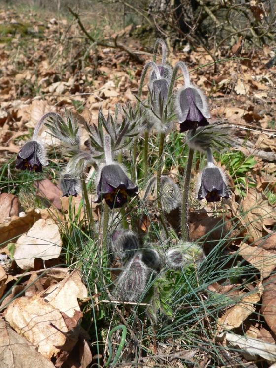 Koniklec luční český (Pulsatilla pratensis subsp. bohemica), Mohelno [TR], 7.4.2011, foto Luděk Čech