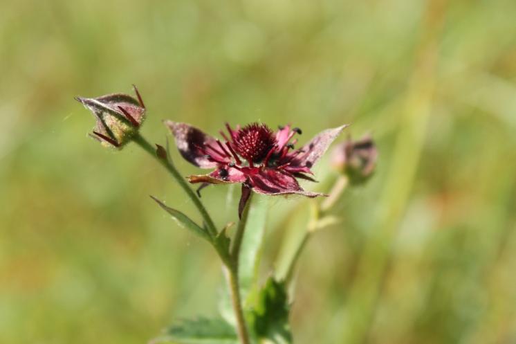 Zábělník bahenní (Comarum palustre), Pod Trojanem [JI], 11.6.2014, foto Libor Ekrt