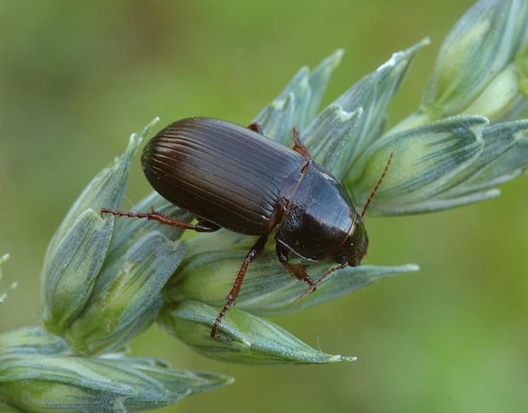 Hrbáč osenní (Zabrus tenebrioides), foto Václav Křivan
