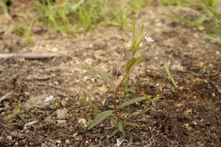 Rozrazil štítkovitý (Veronica scutellata), PP Rybníky V Pouštích, Jezírko [JI], 12.7.2015, foto Libor Ekrt