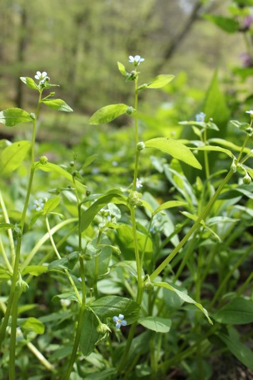 Pupkovec pomněnkový (Omphalodes scorpioides), Šemíkovice, Výří skála [TR], 22.4.2016, foto Libor Ekrt