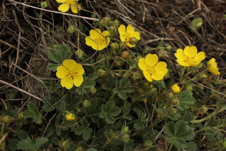 Mochna písečná (Potentilla incana), NPR Mohelenská hadcová step [TR], 14.4.2015, foto Libor Ekrt