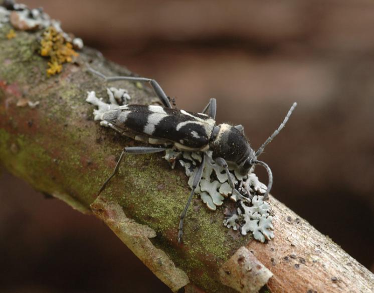 Tesařík Chlorophorus figuratus, foto Václav Křivan