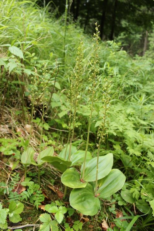 Bradáček vejčitý (Listera ovata), NPR Žákova hora [ZR], 10.7.2015, foto Libor Ekrt