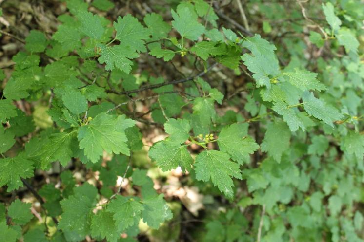 Rybíz alpínský (Ribes alpinum), Plešice, Staré Duby [TR], 12.5.2015, foto Libor Ekrt