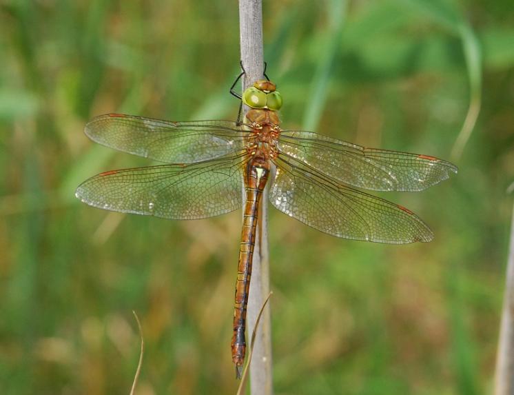 Šídlo červené (Anaciaeschna isosceles), PP Ptáčovské rybníky, Ptáčov, foto Václav Křivan