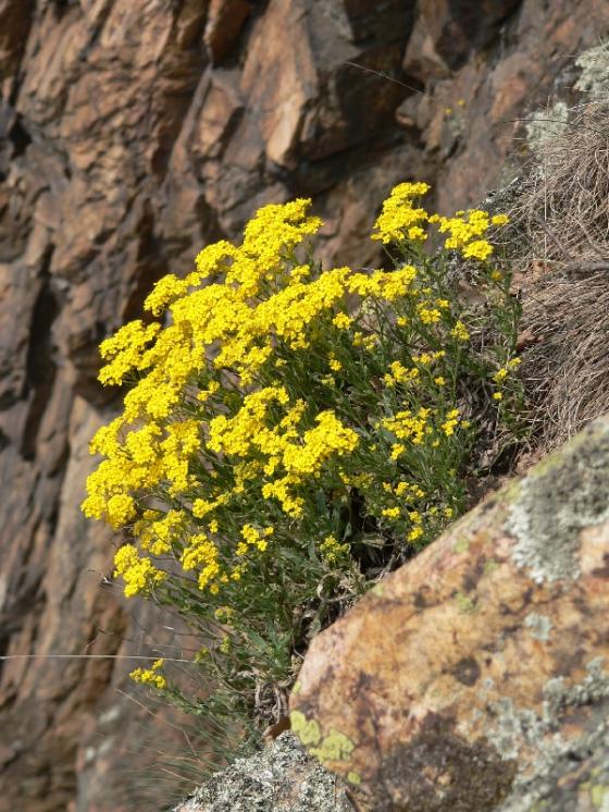 Tařice skalní pravá (Aurinia saxatilis), PR Velká skála [TR], 1.4.2014, foto Luděk Čech