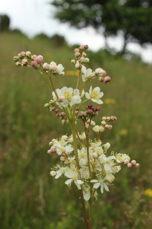Tužebník obecný (Filipendula vulgaris), NPP Švařec [ZR], 3.6.2016, foto Libor Ekrt