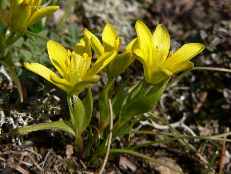 Křivatec český pravý (Gagea bohemica), Slavětice [TR], 5.3.2008, foto Luděk Čech
