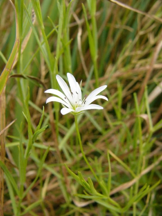 Ptačinec bahenní (Stellaria palustris), Dobrá Voda [PE], 29.9.2008, foto Josef Komárek