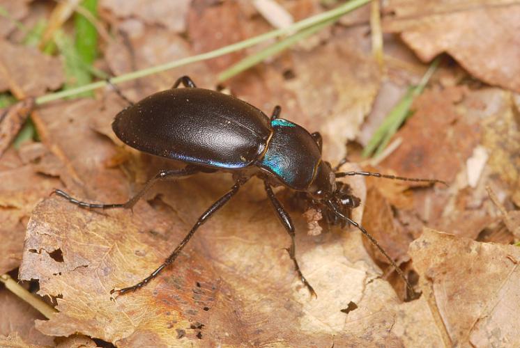 Střevlík fialový (Carabus violaceus), foto Václav Křivan