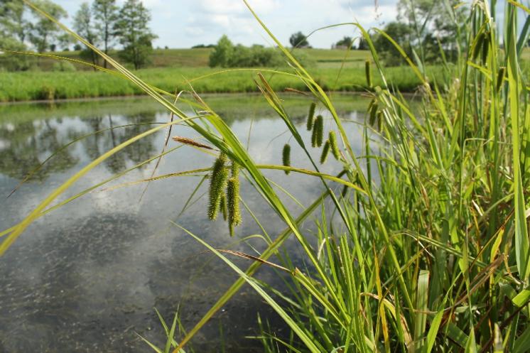 Ostřice nedošáchor (Carex pseudocyperus), PP Černíč [JI], 17.6.2014, foto Libor Ekrt