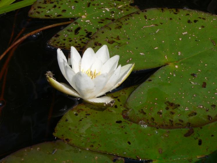 Leknín bělostný (Nymphaea candida), PP Rybníky v Pouštích, Lovětínský rybník [JI], 17.7.2014, foto Luděk Čech