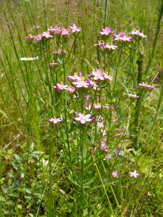 Zeměžluč okolíkatá pravá (Centaurium erythraea), Šachotín [HB], 10.7.2013, foto Josef Komárek