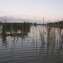 ryb. Nový u Háje, 14.6.2010, foto Vojtěch Kodet