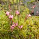 Klikva bahenní (<i>Vaccinium oxycoccos</i>), PP Ještěnice, 11.6.2015, foto Vojtěch Kodet