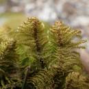 Pérovec hřebenitý (<i>Ptilium crista-castrensis</i>), PR Roštejnská obora, 9. 4. 2015, foto Svatava Kubešová