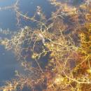 Bublinatka menší (<i>Utricularia minor</i>), PR Chvojnov, 17.9.2014, foto Vojtěch Kodet