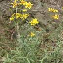 Starček roketolistý (<i>Senecio erucifolius</i>), NPR Mohelenská hadcová step [TR], 25.9.2014, foto Libor Ekrt