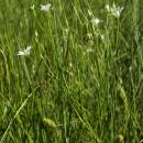 Ptačinec bahenní (<i>Stellaria palustris</i>), PR Opatovské zákopy [TR], 17.6.2013, foto Libor Ekrt