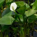 Ďáblík bahenní (<i>Calla palustris</i>), PR Rybník Starý [PE], 14.5.2007, foto Luděk Čech