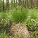 Ostřice odchylná (<i>Carex appropinquata</i>), PR Vílanecké rašeliniště [JI], 19.5.2015, foto Libor Ekrt