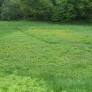 Pod Čertovým kamenem, 23.5.2010, foto Vojtěch Kodet