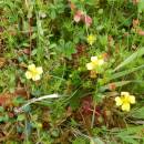 Klikva bahenní (<i>Vaccinium oxycoccos</i>), PP Ještěnice, 29.6.2013, foto Vojtěch Kodet
