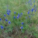 Rozrazil klasnatý (<i>Veronica spicata</i>), NPR Mohelenská hadcová step, 9.7.2016, foto Vojtěch Kodet