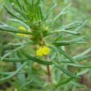 Zběhovec trojklaný pravý (<i>Ajuga chamaepitys</i>), NPP Švařec [ZR], 25.8.2014, foto Josef Komárek