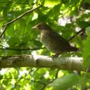 Mládě kosa černého (<i>Turdus merula</i>), PR Údolí Brtnice, 22.5.2014, foto Vojtěch Kodet